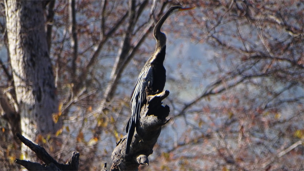 Darter on a tree in Ranthambore, Rajasthan